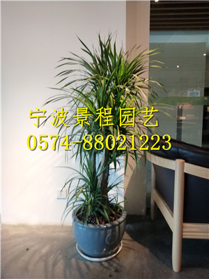 龍須 樹